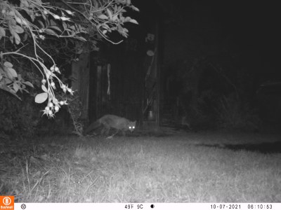 fox in garden-uwif