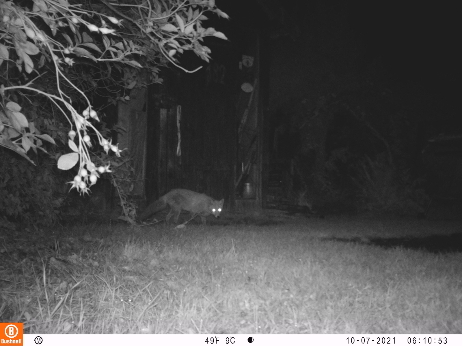 fox in garden-uwif